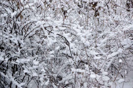 雪景 树枝