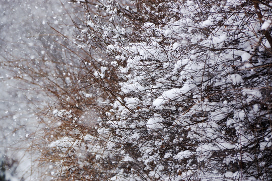 雪景 树枝