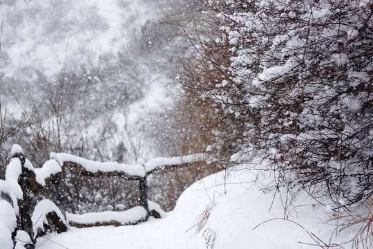 雪景 树枝