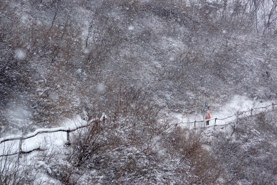 雪景 树林