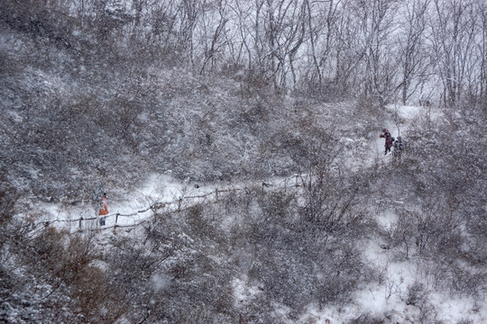 雪景 树林