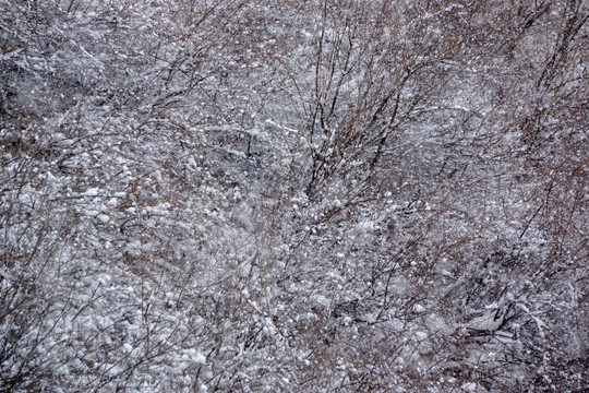 雪景 树林