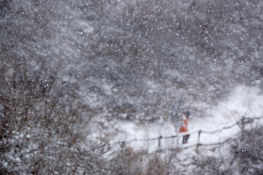 雪景 树林