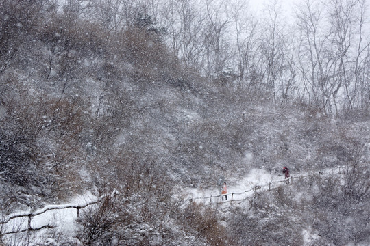 雪景 树林