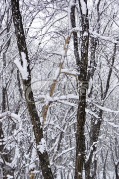 雪景 树枝