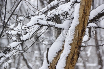 雪景 树枝