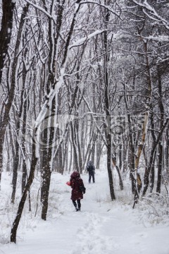 雪景 树林