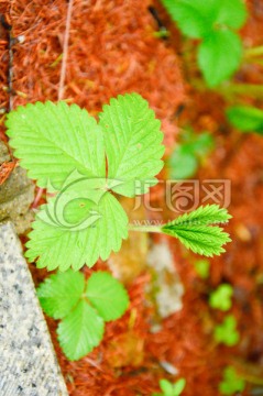 野生草莓绿叶