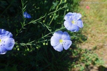 亚麻花