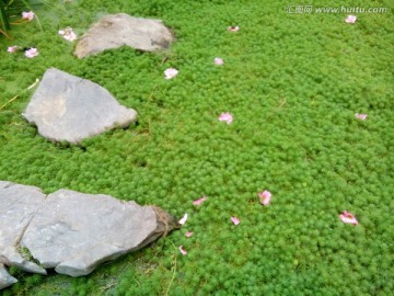 铺满水草和粉色小花的浪漫小池