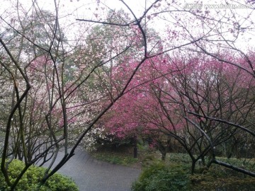 雨后花径