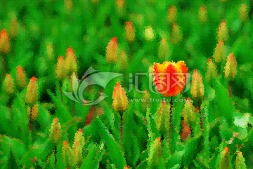 郁金香油畫