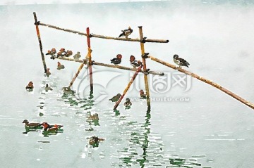 水彩畫(huà) 水鳥(niǎo)寫(xiě)生