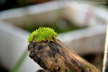 苔藓