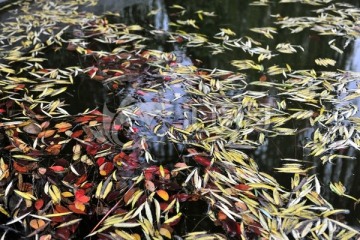 水面落叶