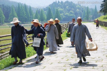 采茶归来