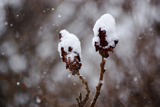 雪花 树枝