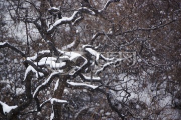 树枝 雪景