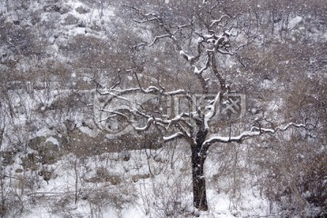雪景 树枝