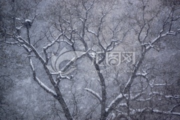 槐树枝 雪