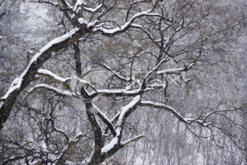 雪中树枝