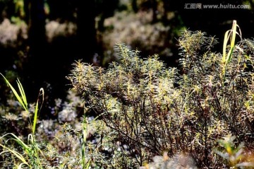 阳光照射大兴安岭 逆光灌木丛