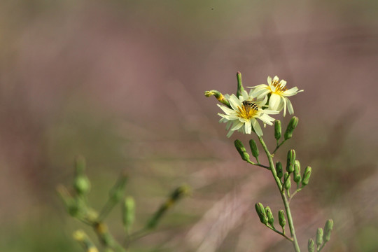 苦菜花