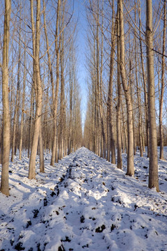 白杨树