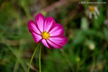 格桑花