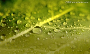 綠葉水滴背景底紋