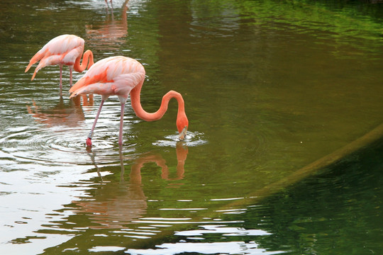 火烈鸟 湖 动物园 湖光水色