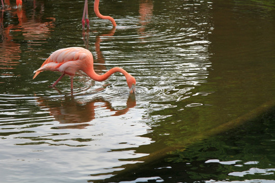 火烈鸟 湖 动物园 湖光水色