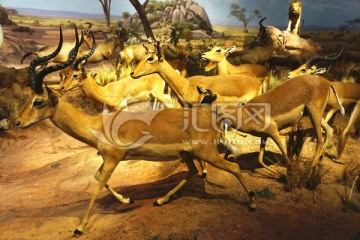 羚羊 非洲