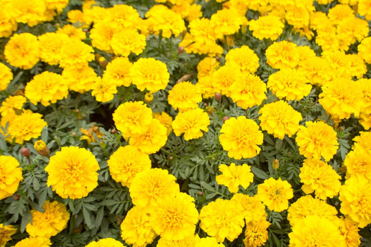 黄色观赏菊
