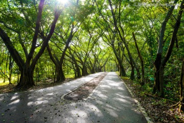 阳光树林