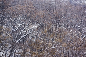 雪中树枝