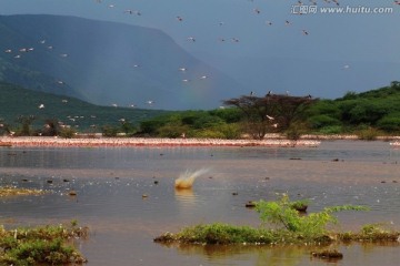 火烈鸟