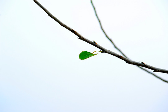 最后一片绿色的树叶