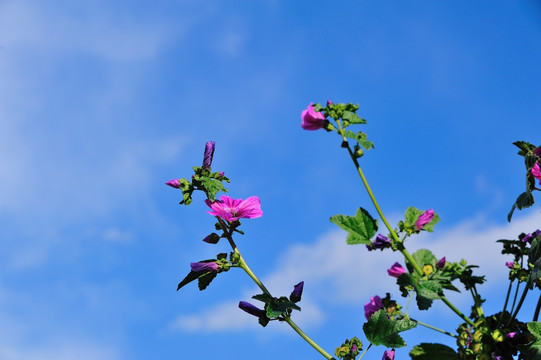 内蒙古草原上的红色花儿