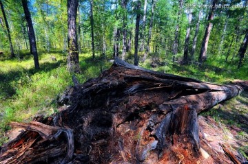 原始森林里倒掉的大树