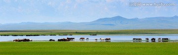 马群在草原河边沐浴饮水