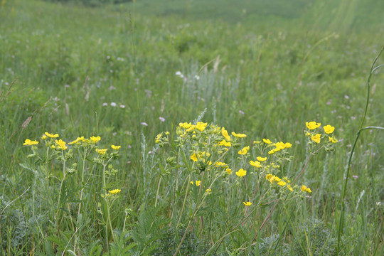 小黄花