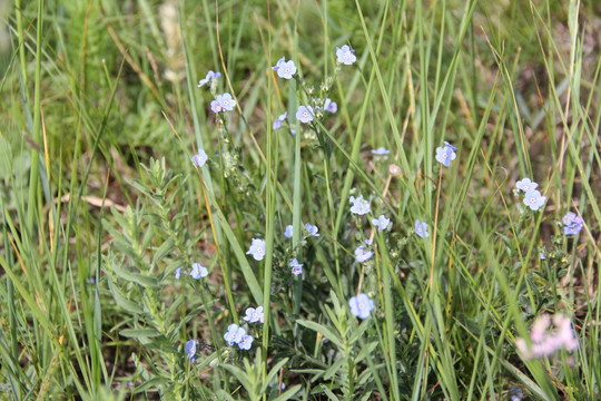 草原小蓝花