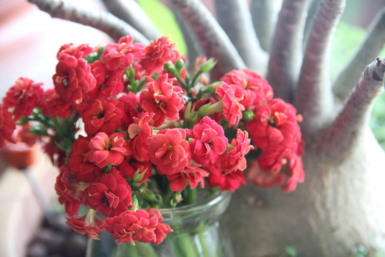 多肉植物 长寿花 红花