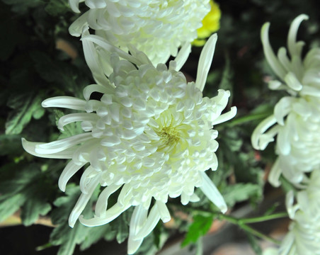 白菊花  秋菊