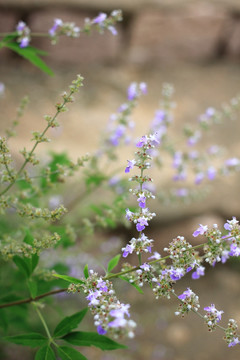 花草