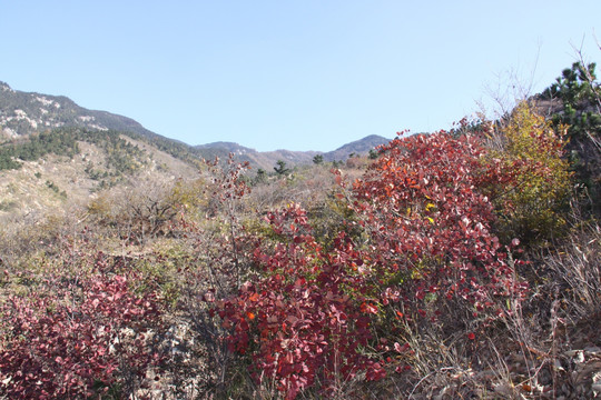 红叶 山谷 山脉