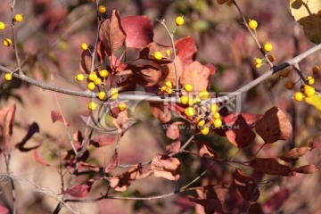 秋季野果