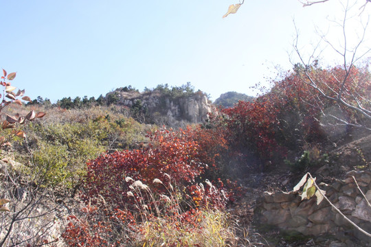 红叶 山上红叶 树叶