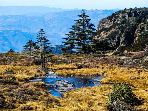 高山草甸